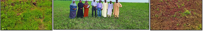 Strengthening Livelihoods Through Better Fodder